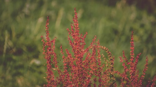From Stress Relief to Creative Boosts: Benefits of Hybrid Weeds