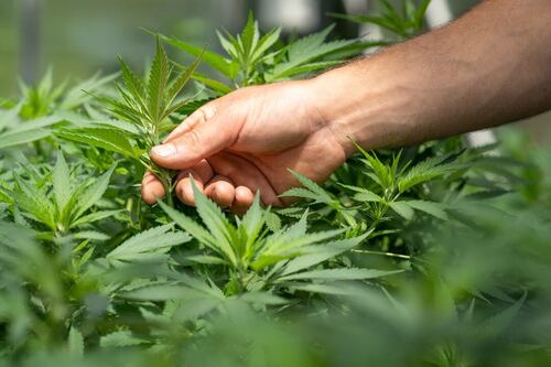 From Seed to Doorstep: The Convenience of Cannabis Delivery